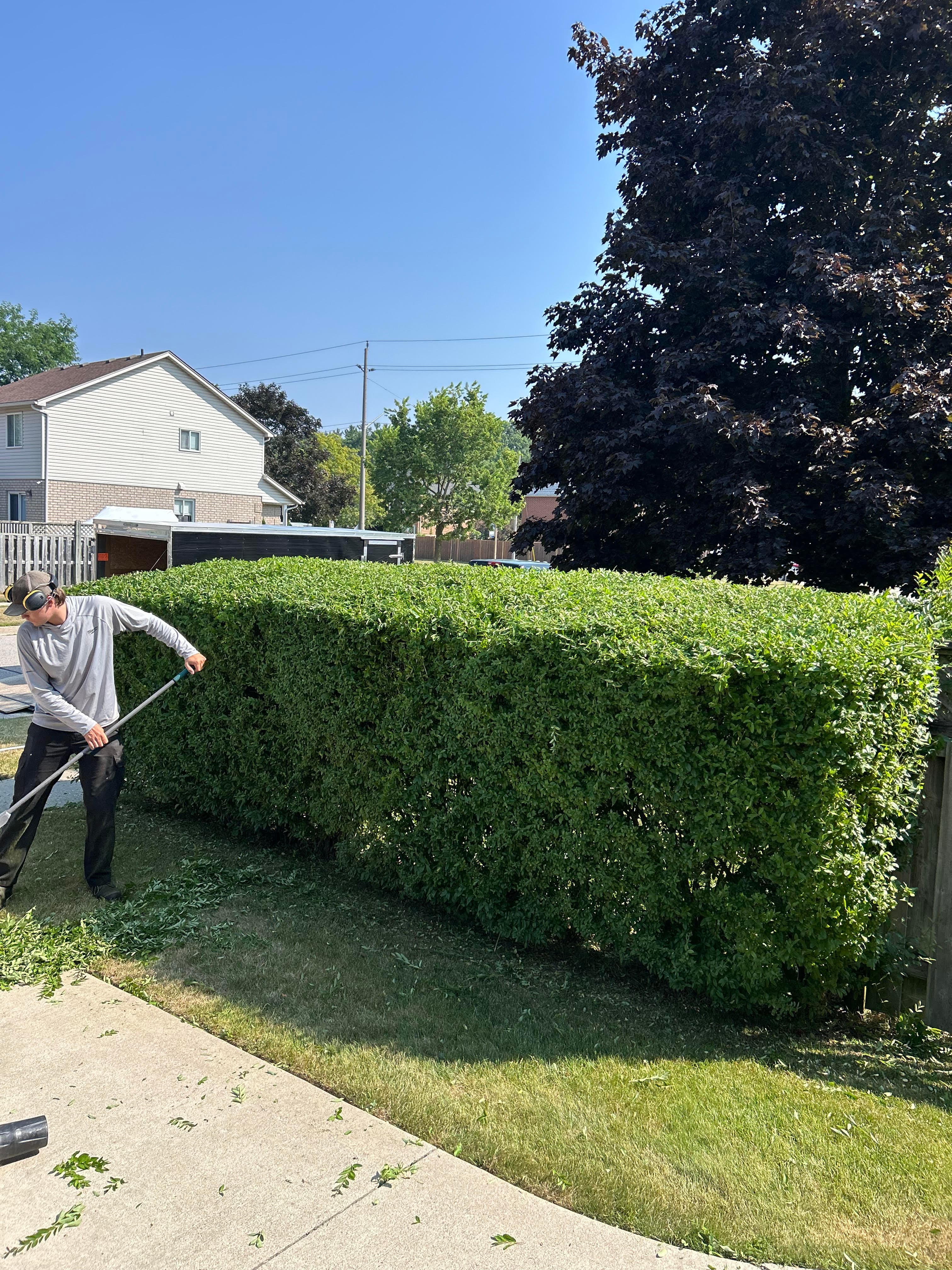 Hedge Trimming
